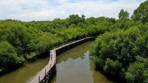 Ekosistem Hutan Mangrove