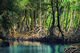 Ekosistem Hutan Mangrove
